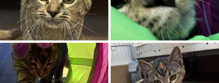 a collage of 4 photos of a tabby cat playing