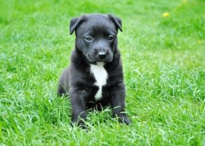 A black puppy sitting in grass