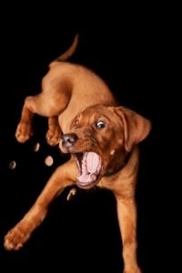 a brown puppy tries to catch treats