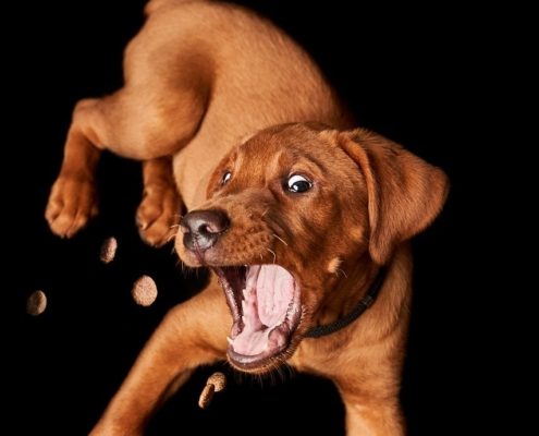 a brown puppy tries to catch treats