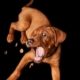 a brown puppy tries to catch treats