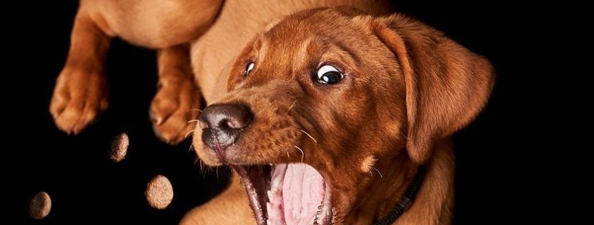 a brown puppy tries to catch treats