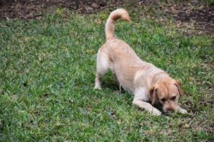 a fawn colored dog sniffs the grass