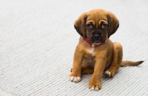 A small brown puppy sitting