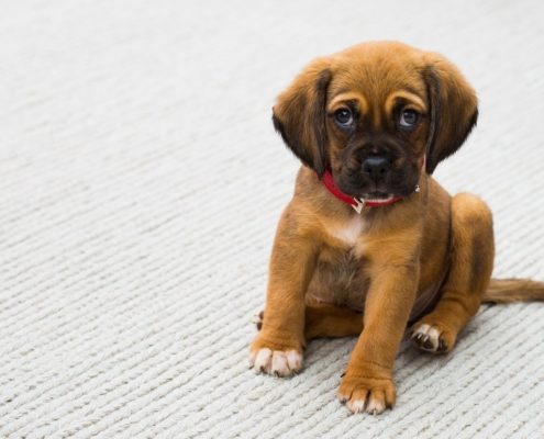 A small brown puppy sitting