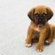 A small brown puppy sitting