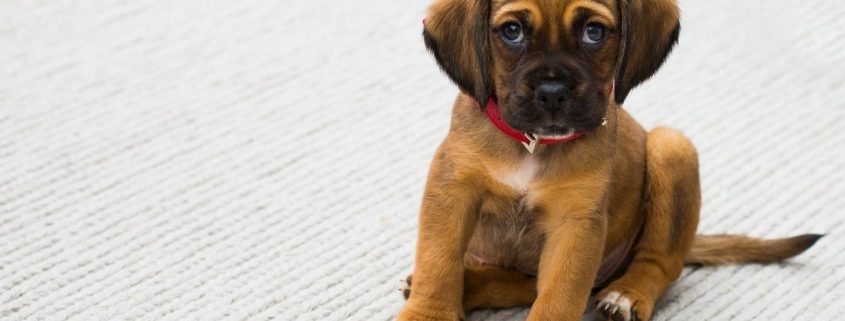 A small brown puppy sitting