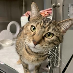 a brown striped tabby cat with light green eyes