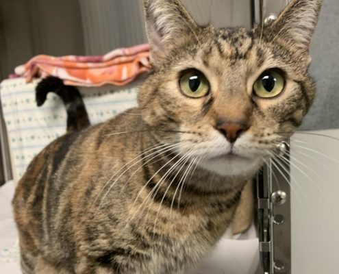 a brown striped tabby cat with light green eyes