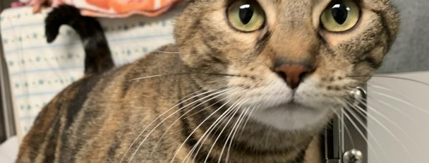 a brown striped tabby cat with light green eyes