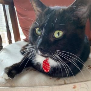 A black cat with white spot on his chest lays on a chair