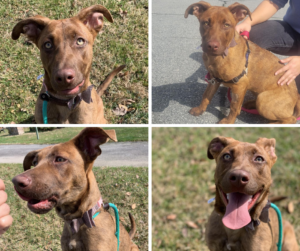 a collage of a reddish brown dog