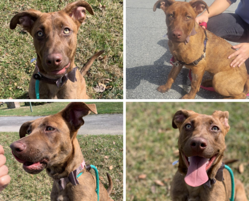 a collage of a reddish brown dog