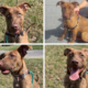 a collage of a reddish brown dog