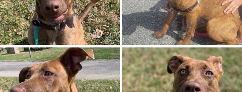 a collage of a reddish brown dog