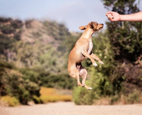 medium sized light brown dog leaps up towards an outheld human hand