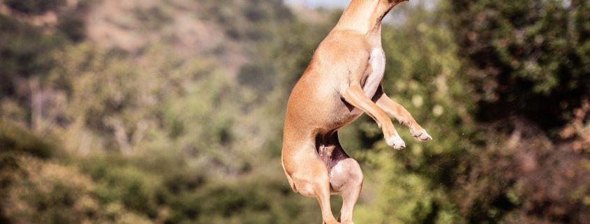 medium sized light brown dog leaps up towards an outheld human hand