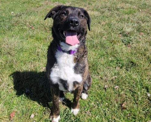 A brown dog with white spot and tongue out