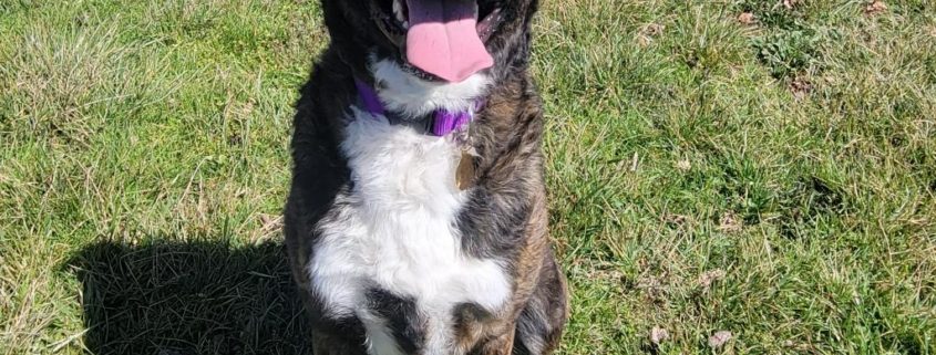 A brown dog with white spot and tongue out