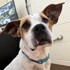 white dog with big ears