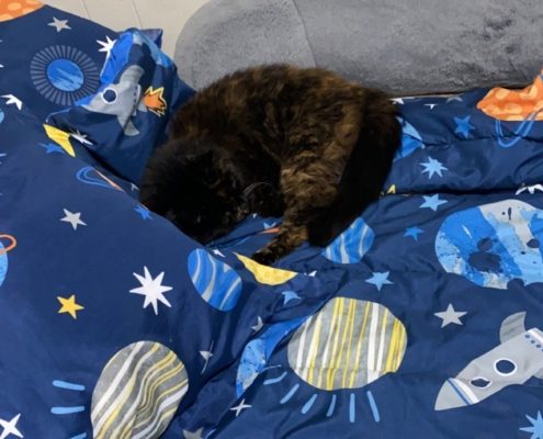 A dark brown cat sleeps curled up on a space themed blanket