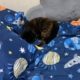 A dark brown cat sleeps curled up on a space themed blanket