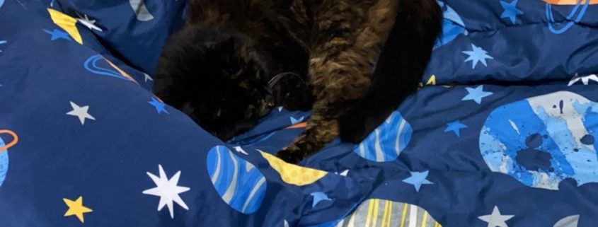 A dark brown cat sleeps curled up on a space themed blanket