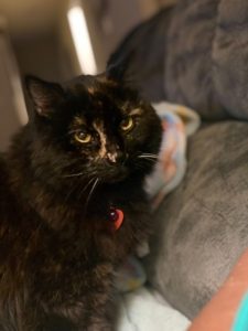 a dark brown cat with yellow eyes and long hair sits on a couch