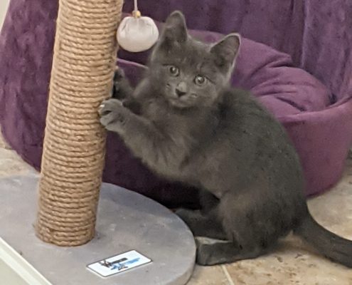 grey kitten scratching