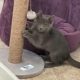 grey kitten scratching