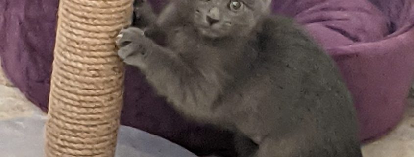 grey kitten scratching
