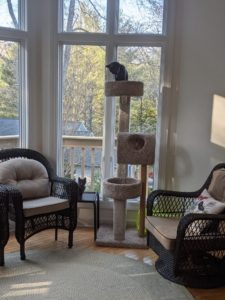 grey kitten on cat tree