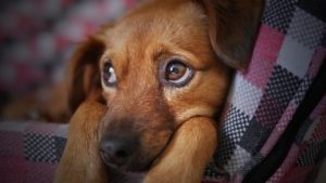 close up view of a sad looking puppy laying on a couch