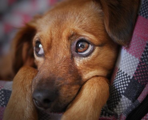 close up view of a sad looking puppy laying on a couch