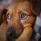 close up view of a sad looking puppy laying on a couch