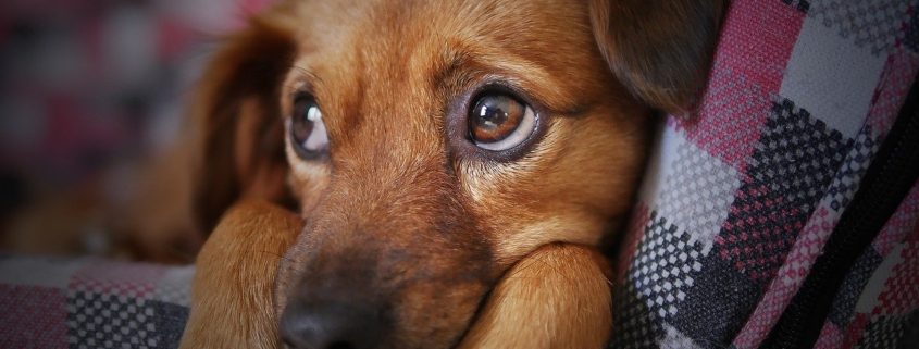 close up view of a sad looking puppy laying on a couch