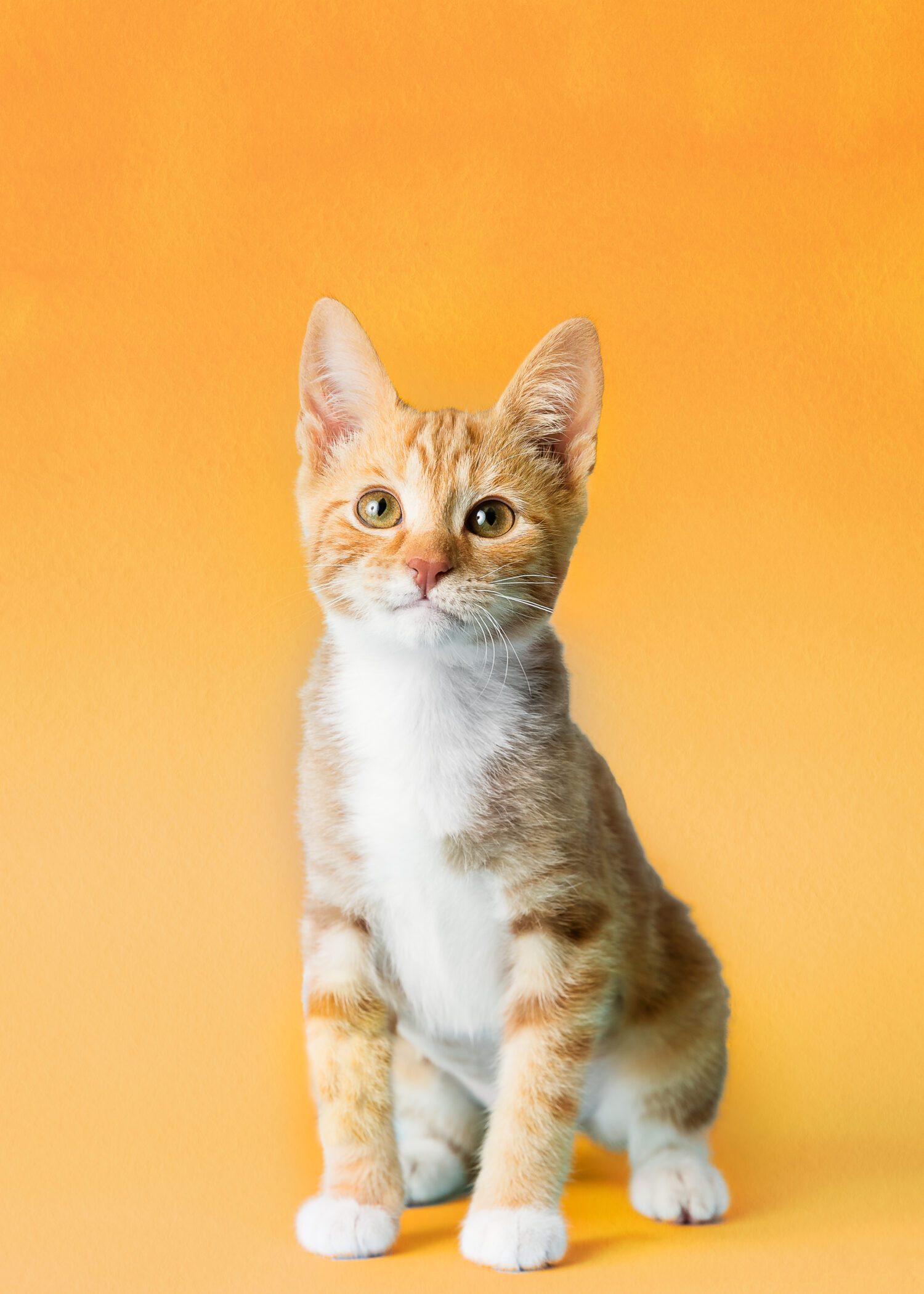 Adoption Center And Admin Office Holiday Closure Blue Ridge Humane adoption-center-and-admin-office-holiday-closure-blue-ridge-humane