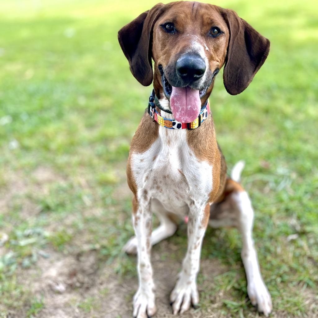 meet-our-featured-pet-buzz-lightyear-adopted-blue-ridge-humane