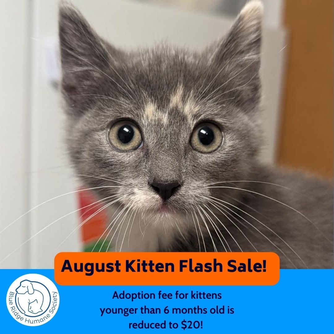 august-kitten-flash-sale-blue-ridge-humane-society