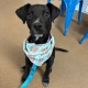 Black puppy with a blue bandana