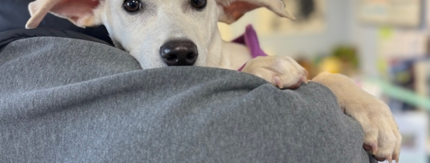 A small white puppy is being held by a man in a hat