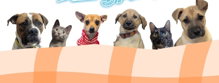 Find your snuggle buddy flash sale!