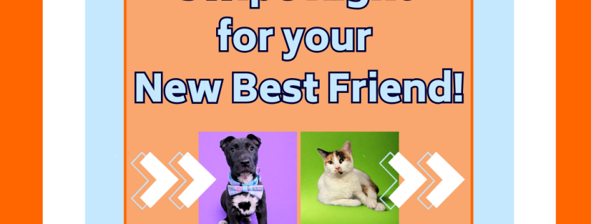 Swipe Right for Your New Best Friend Adoption Promotion running January 30 through February 14. Graphic of a phone screen with a black puppy in a bowtie and a cat with orange and black spots.