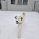 A white fluffy dog smiles in the snow