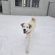 A white fluffy dog smiles in the snow