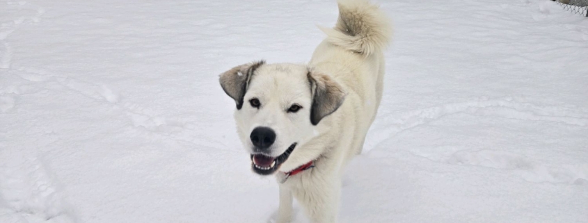 A white fluffy dog smiles in the snow