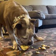 A large brown and white dog eats an apple