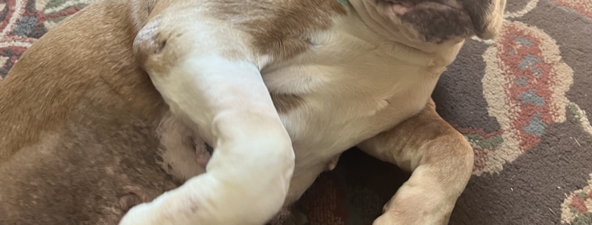 A large brown and white dog shows her tummy