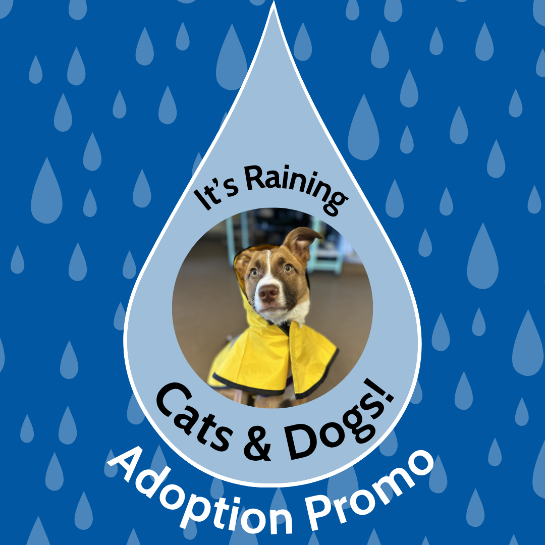 The It's Raining Cats & Dogs Adoption Promotion runs April 21 - 25 ...