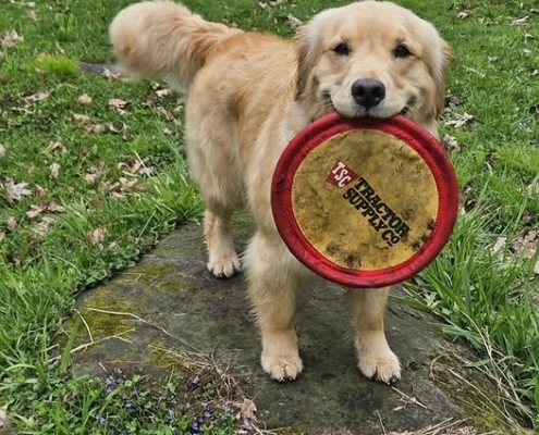 A yellow dog holds a red and yellow frisbee